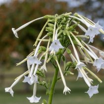 «Онли зе Лонли» (Nicotiana alata ‘Only the Lonely’)