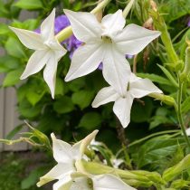 «Грандифлора» (Nicotiana alata ‘Grandiflora’)