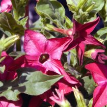 «Перфьюм Дип Пёрпл» (Nicotiana sanderae ‘Perfume Deep Purple’)