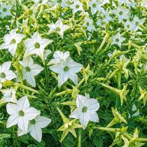 «Перфьюм Уайт» (Nicotiana sanderae ‘Perfume White’)