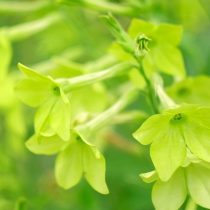 «Перфьюм Лайм» (Nicotiana sanderae ‘Perfume Lime’)