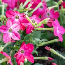 «Перфьюм Роуз» (Nicotiana sanderae ‘Perfume Rose’)