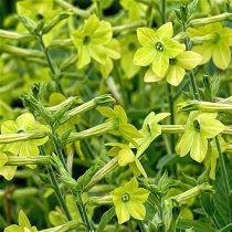 «Лайм Грин» (Nicotiana alata ‘Lime Green’)