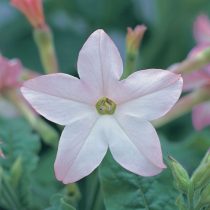 «Перфьюм Эпплблоссом» (Nicotiana sanderae ‘Perfume Appleblossom’)