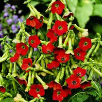 «Тинкербел» (Nicotiana alata ‘Tinkerbell’)