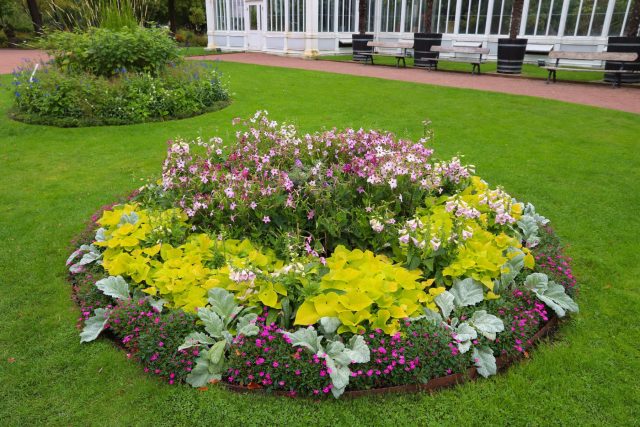 Центр композиции собран из среднерослых цветущих растений, создающих мягкий объём, по краю — низкие культуры с плотной окантовкой, а яркая листва добавляет контраст и держит форму клумбы.