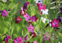 Душистый табак: лучшие сорта для яркого и ароматного цветника