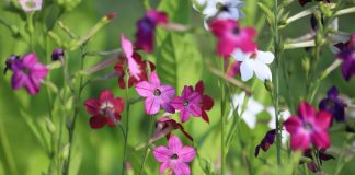 Душистый табак: лучшие сорта для яркого и ароматного цветника