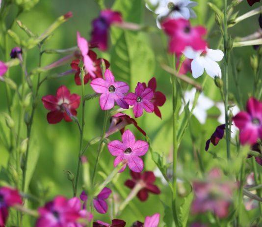 Душистый табак: лучшие сорта для яркого и ароматного цветника