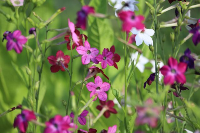 Душистый табак: лучшие сорта для яркого и ароматного цветника