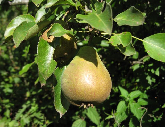 Дюймовочка — мелкоплодный, но очень сладкий сорт для средней полосы с нежной сочной мякотью и почти десертным вкусом. При хороших условиях хранения плоды лежат до зимы, а сама груша отличается хорошей зимостойкостью. Дюймовочка — мелкоплодный, но очень сладкий сорт для средней полосы с нежной сочной мякотью и почти десертным вкусом. При хороших условиях хранения плоды лежат до зимы, а сама груша отличается хорошей зимостойкостью.