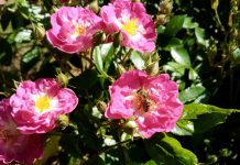 Элайофоры — почему некоторые цветы выделяют не нектар, а масло