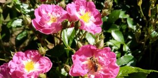 Элайофоры — почему некоторые цветы выделяют не нектар, а масло