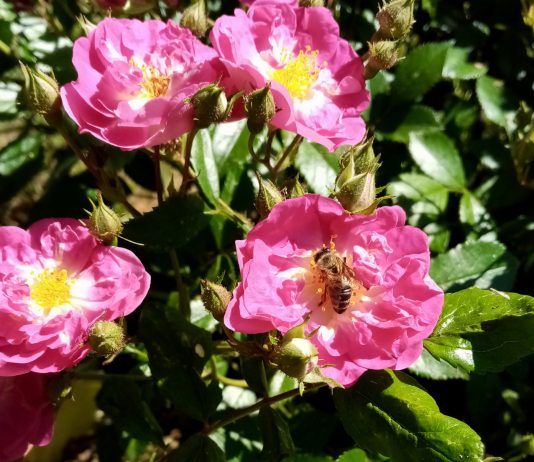 Элайофоры — почему некоторые цветы выделяют не нектар, а масло