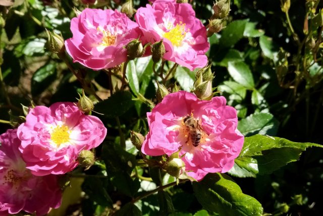 Элайофоры — почему некоторые цветы выделяют не нектар, а масло