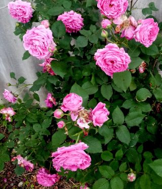 Роза «Мадам Исаак Перейр» (Rose 'Madame Isaac Pereire')