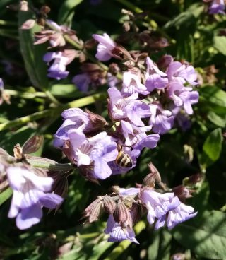 У шалфея и лепестки ароматны 