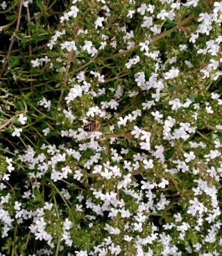 У тимьяна ароматны чашечки цветков