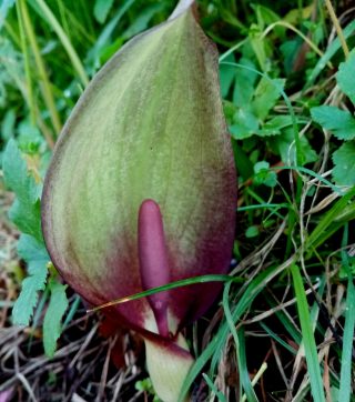 Соцветие аронника