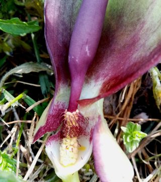 Просто так насекомому не выбраться