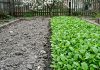 Ещё не поздно: зачем сеять горчицу весной и как она спасает грядки