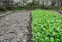 Ещё не поздно: зачем сеять горчицу весной и как она спасает грядки