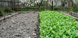 Ещё не поздно: зачем сеять горчицу весной и как она спасает грядки