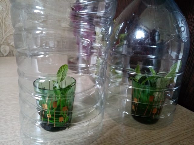 Укоренение гелиотропа Укоренение гелиотропа