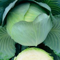 Герцогиня F1