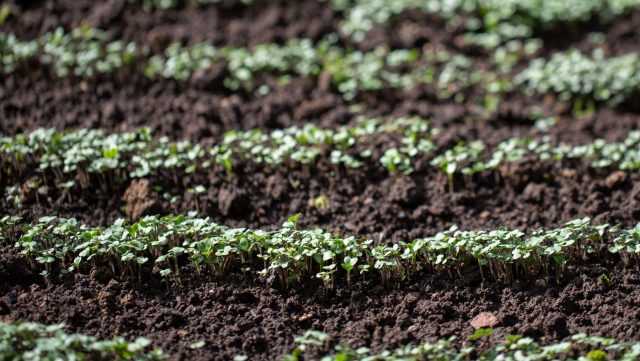 Горчица всходит одной из первых даже в прохладной почве и уже через 1–2 недели заметно зеленеет. Быстрый рост позволяет занять грядку раньше других сидератов и не терять время весной.