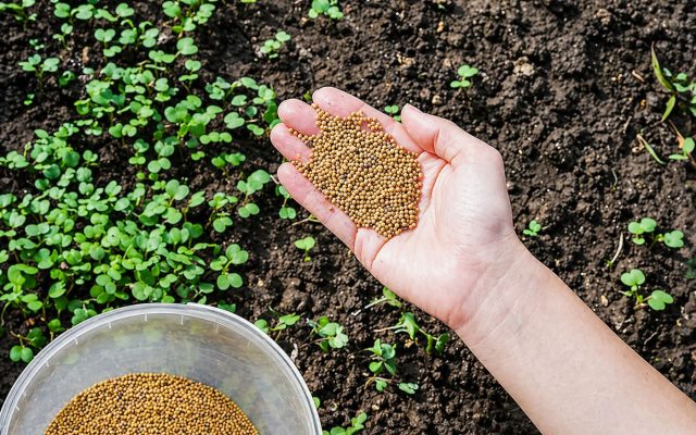 Равномерный посев с лёгкой заделкой на 1–2 см даёт дружные всходы и плотный покров. При редком посеве появляются «окна», где быстро прорастают сорняки, и эффект сидерата заметно снижается.