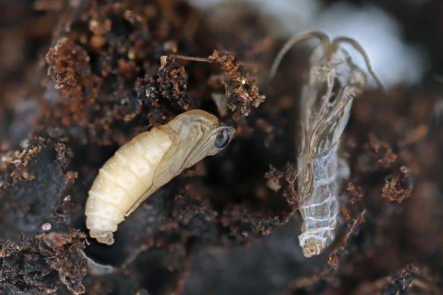 Сциариды живут не на листьях, а в почве: взрослые особи лишь откладывают яйца, а основная масса личинок развивается в верхнем влажном слое субстрата, где есть органика и грибная микрофлора.