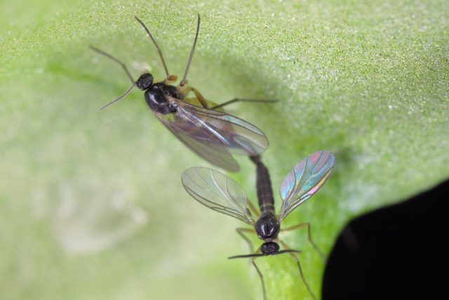 Сциариды выглядят как маленькие тёмные комарики длиной несколько миллиметров