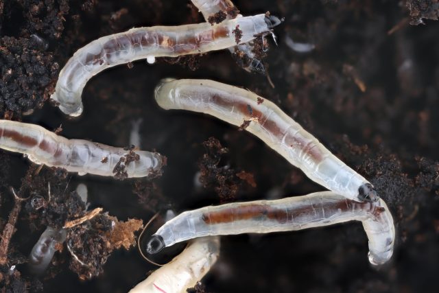 Снятие верхнего слоя, биопрепараты или точечные обработки позволяют снизить численность личинок, но работают только в сочетании с корректным режимом полива.