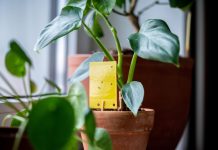 Грибные комарики в комнатных растениях: как избавиться от вредителя?