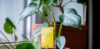 Грибные комарики в комнатных растениях: как избавиться от вредителя?