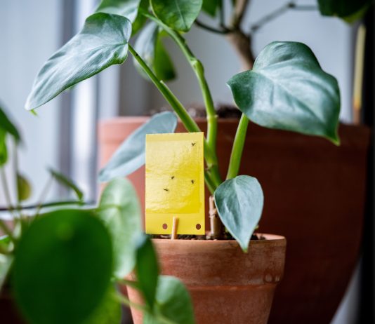 Грибные комарики в комнатных растениях: как избавиться от вредителя?