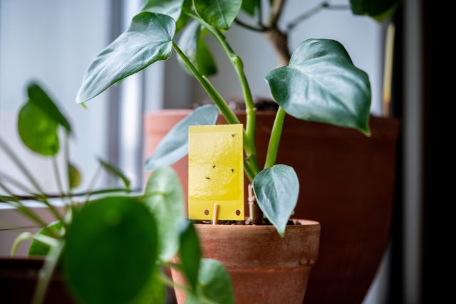 Мошки в комнатных цветах: как избавиться от грибных комариков 