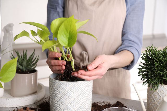 Если заражение сильное или грунт закис, пересадка становится единственным способом убрать источник проблемы и восстановить нормальные условия для корней.