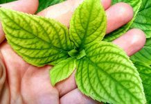 Хлороз гортензии под контролем: как точно определить причину и спасти куст