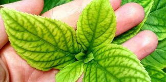 Хлороз гортензии под контролем: как точно определить причину и спасти куст