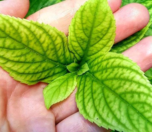 Хлороз гортензии под контролем: как точно определить причину и спасти куст