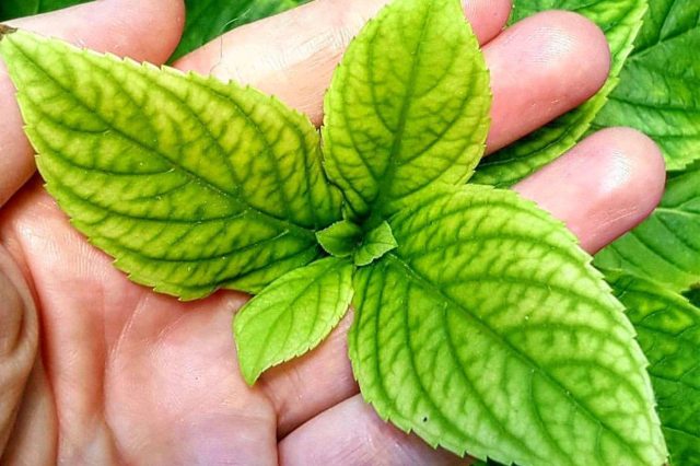 Хлороз гортензии под контролем: как точно определить причину и спасти куст