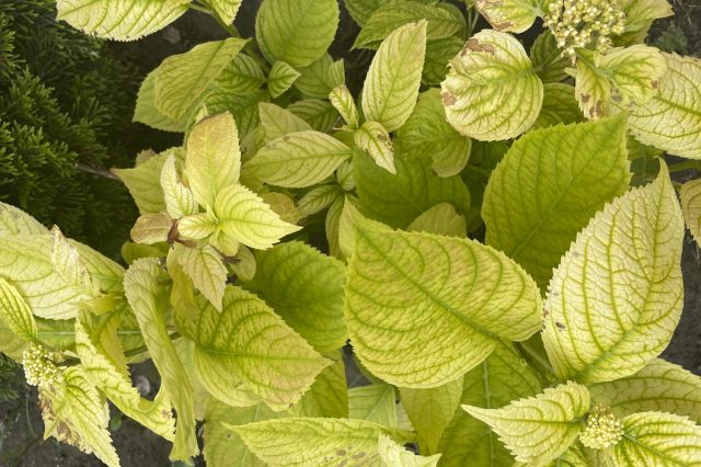 Проявления эдафического хлороза на гортензии из-за неподходящего состава почвы