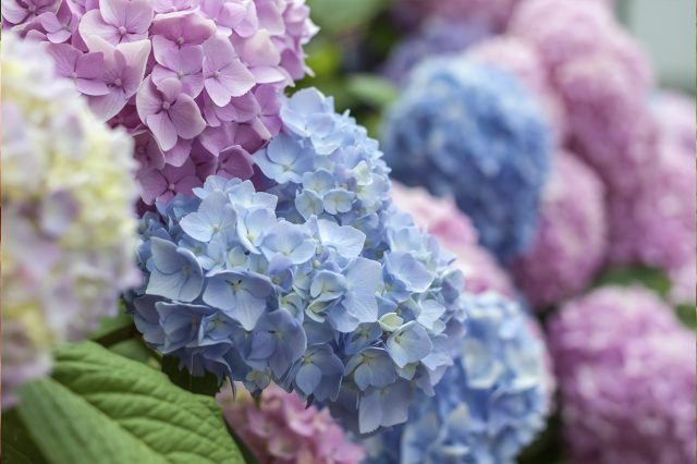 Красивые ухоженные соцветия голубых и лиловых гортензий