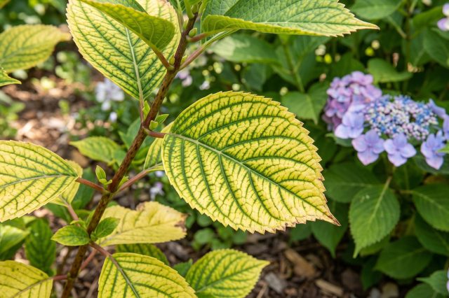 Лист гортензии с признаками диффузного хлороза и характерной мраморной окраской