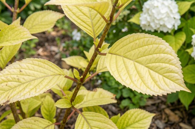 Куст гортензии с признаками общего хлороза и равномерным пожелтением всей листвы