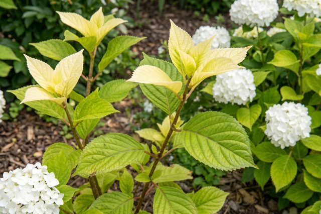 Верхушечный хлороз гортензии с пожелтением молодых побегов и точки роста