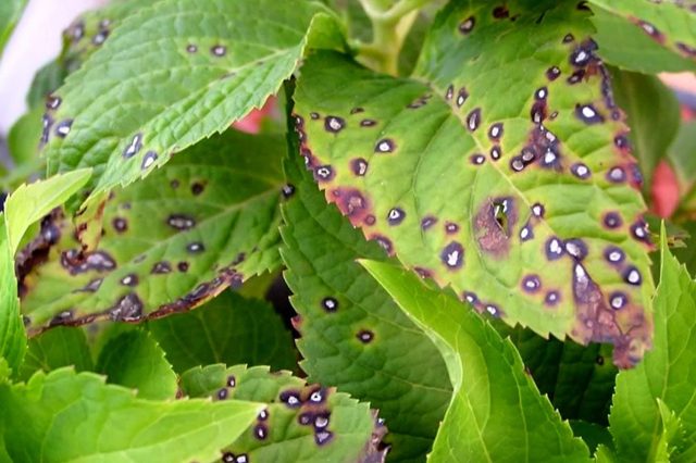 Листья гортензии пораженные пероноспорозом с характерным мучнистым налетом