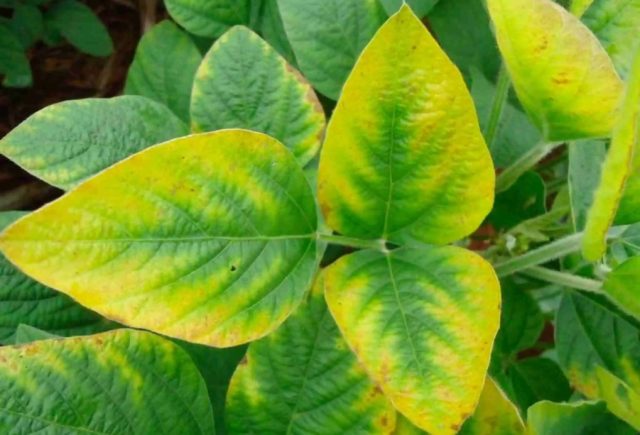 Инфекционное поражение куста гортензии